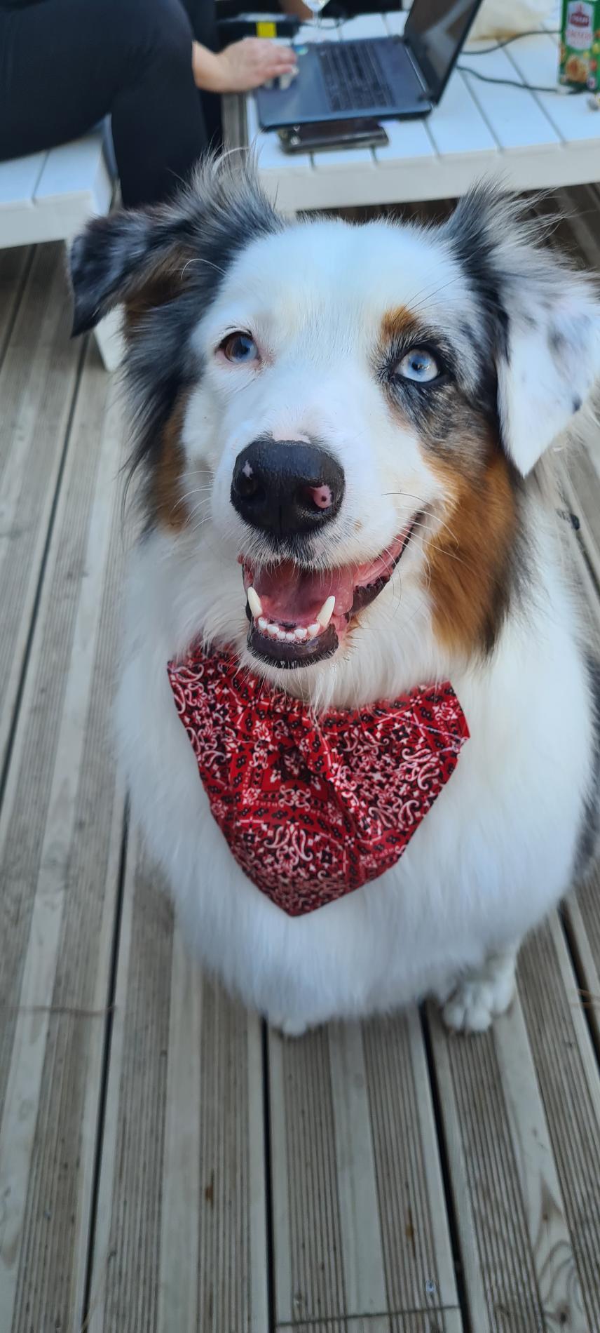 Avec mon chien !