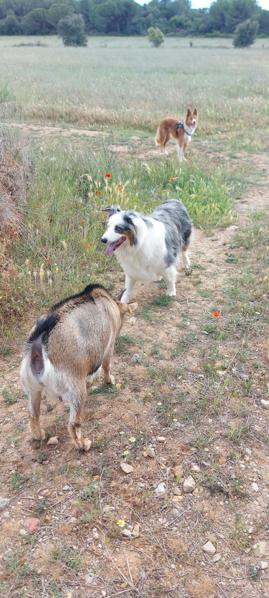 Avec mon chien !