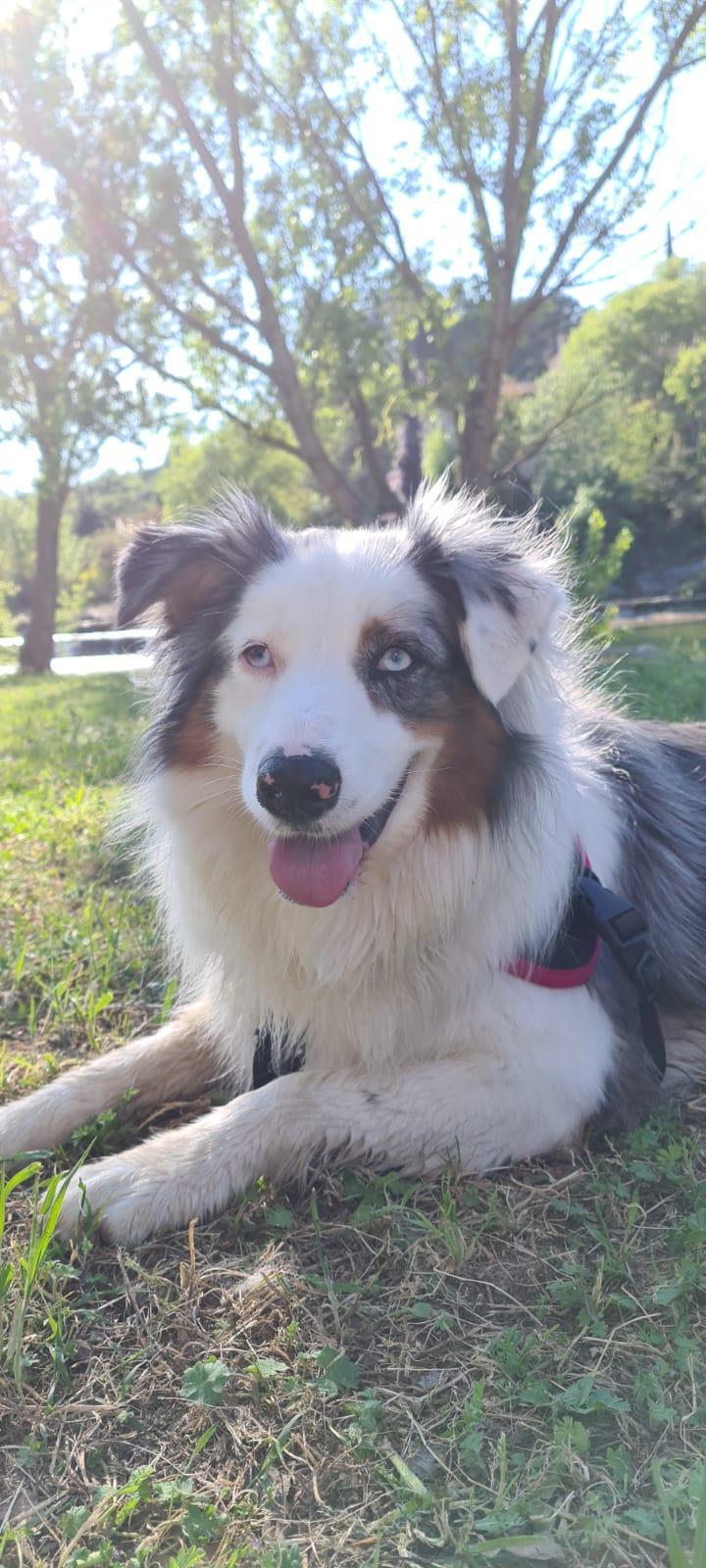 Avec mon chien !