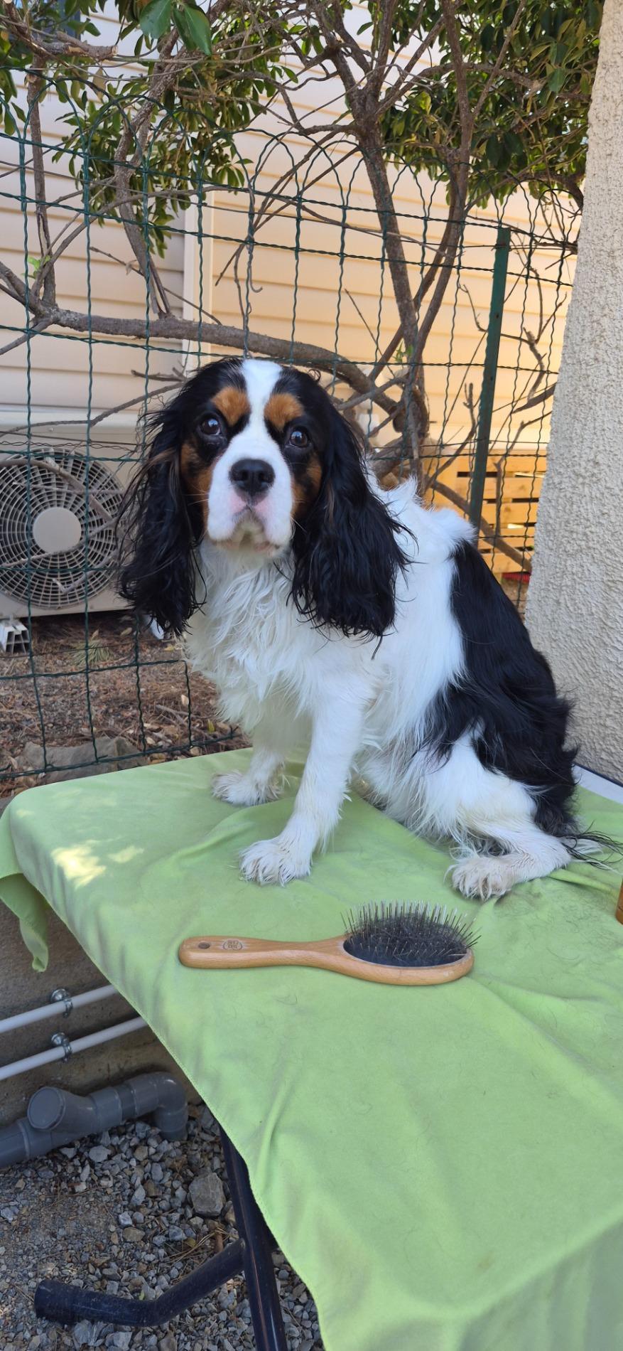Qualidog