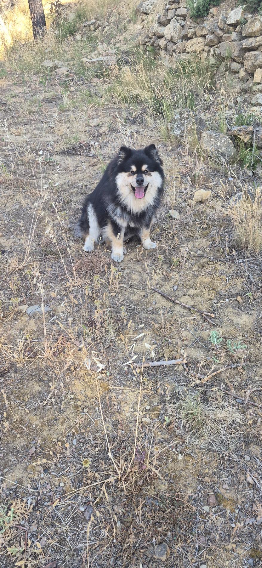 Qualidog