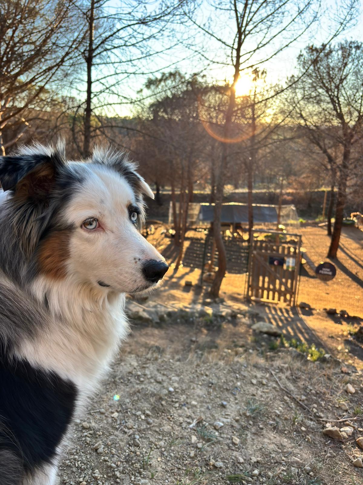 Qualidog